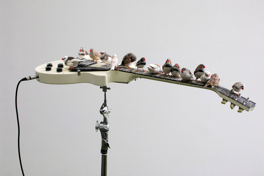 Céleste Boursier-Mougenot featuring 70 zebra finches